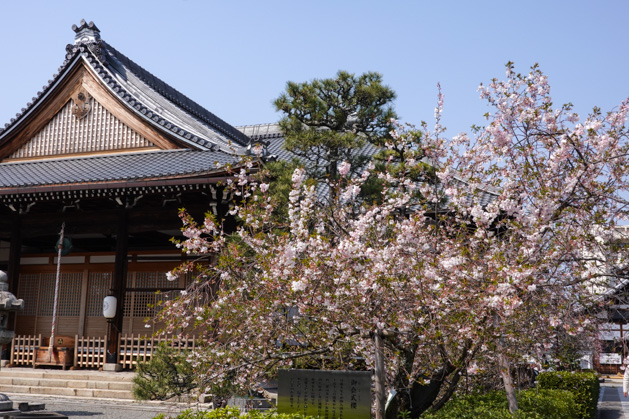 2019年春妙蓮寺桜