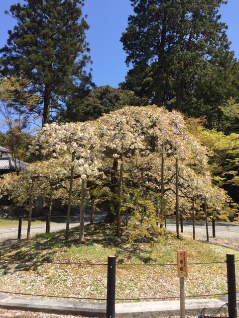 大原野神社千眼桜