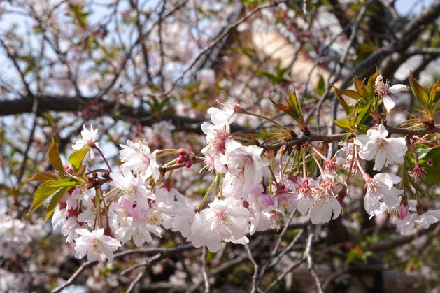 2019年春妙蓮寺桜2